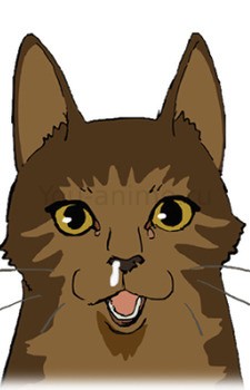Tora