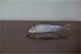 Волна смотреть аниме онлайн