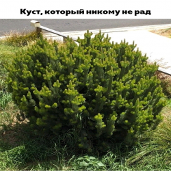 Bekhan Aknaliev